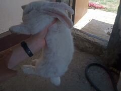 3-6 кг г. Хасавюрт кролик