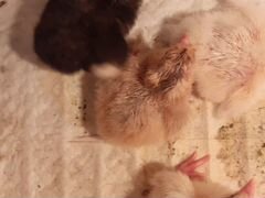 Цыплята от домашних кур разной породы