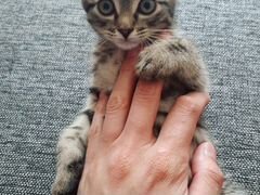 Котёнок, в добрые руки