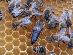 Пчёломатки карника ф1