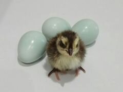 Селадон (Целадон) инкубационные яйца