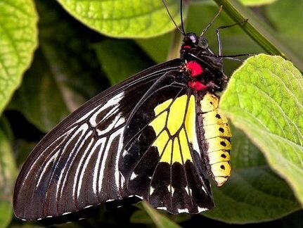 Живые тропические бабочки медный Воин