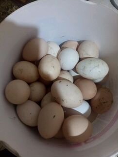 Яйцо породистых кур для инкубации