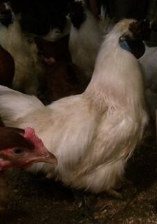 Инкубационное яйцо кур, перепелов и цыплята