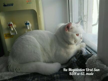 Британский белый кот. Вязка. Котята