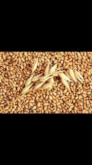 Зерно пшеницы 40кг, Отруби пшеничные 23кг