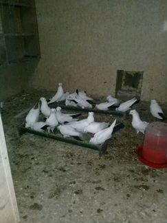 Продаю бакинских голубей
