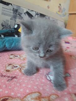 Плюшевые голубые котята