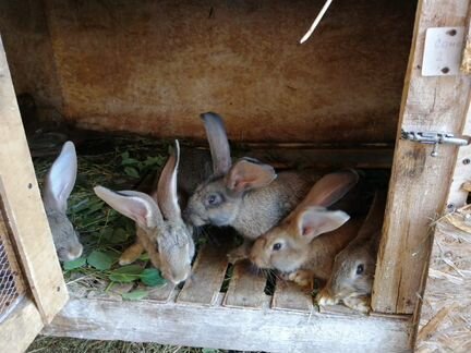 Кролики породы Ризен