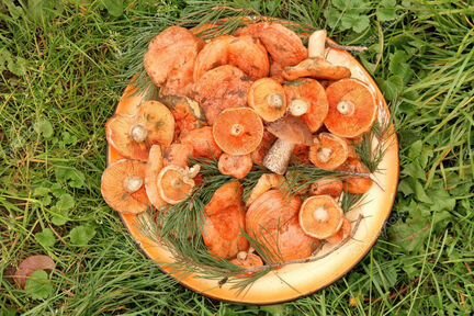 Доставка свежих грибов под заказ