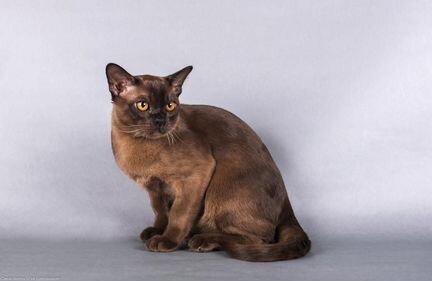 Бурманский кот, вязка