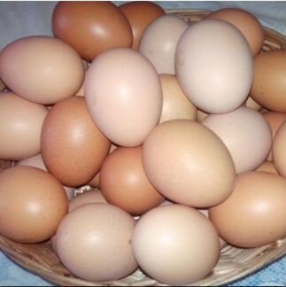 Домашние куриные яйца очень крупные