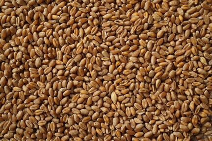 Комбикорм, сено, зерно, пшеница