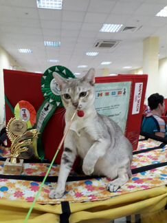 Сингапурский котик