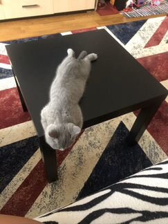 Британская кошка
