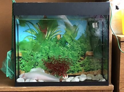 Аксолотли с аквариумом