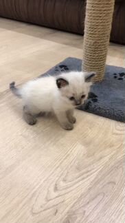 Продам сиамских котят, родились 29 февраля