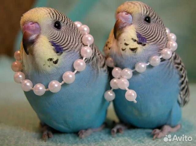 Веселые волнистые попугайчики, птенцы