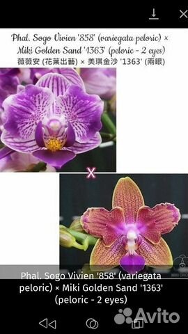 Орхидея бабочка Азия в наличии