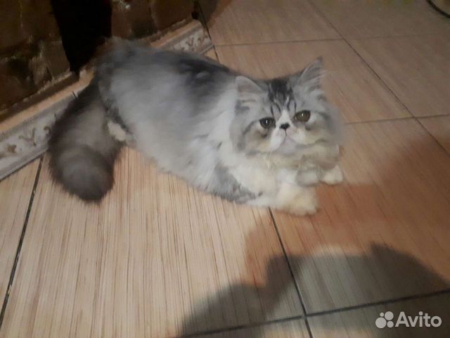 Вязка с персидским котиком