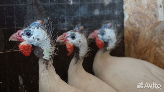 Цесарка Волжская белая