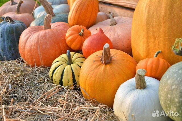 Семена тыквы