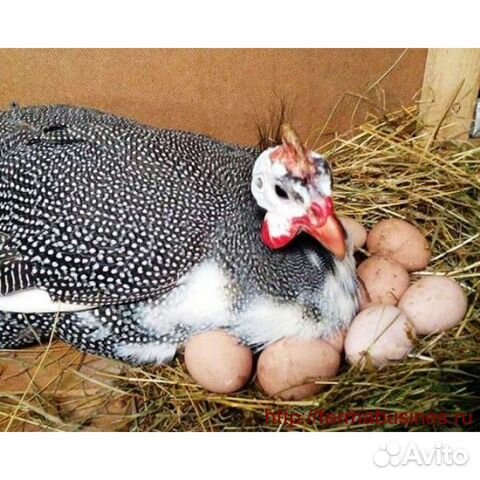 Цесариное яйцо