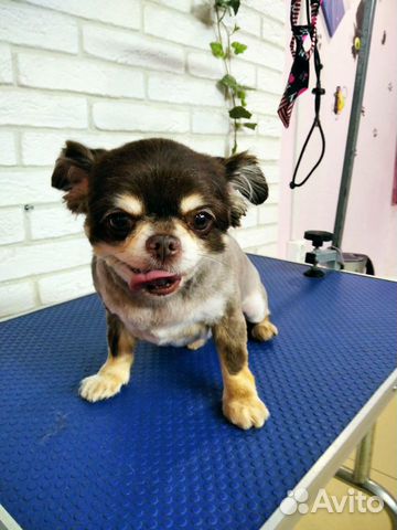 Стрижка собак и кошек Брянск,Карачев