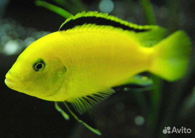 Малавийские цихлиды