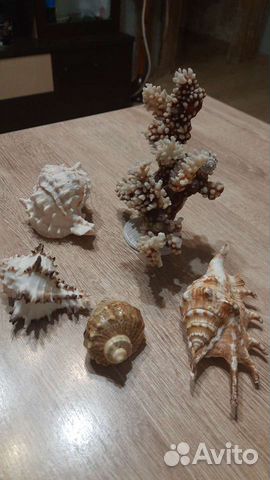 Коралл и ракушки