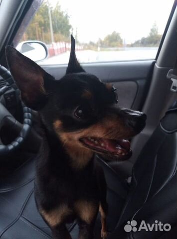 Вязка той-терьер