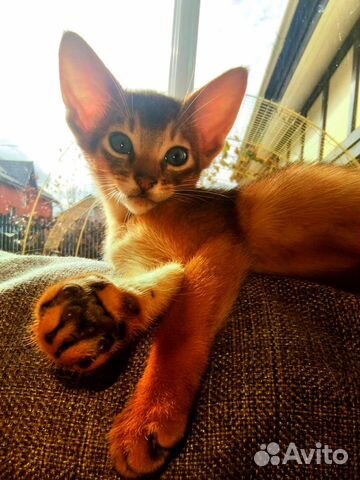 Чистокровные Абиссинцы Девчонки и Мальчишки