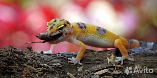 Туркменские и Мраморные тараканы