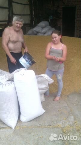Продам пшеницу дроблёнку купить на Зозу.ру - фотография № 1