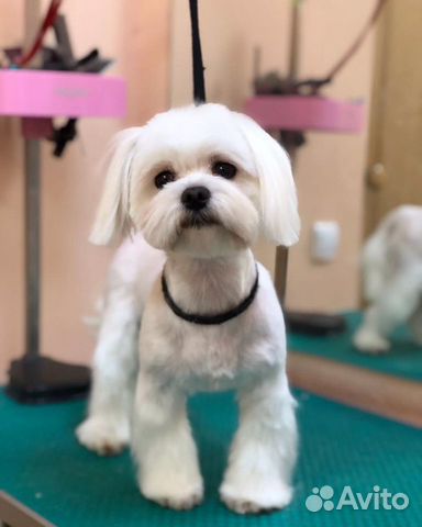 Стрижка собак и кошек рядом с ТЦ Южный Полюс