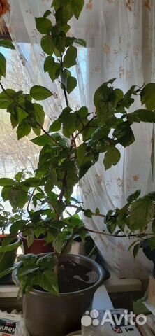 Пальма драцена высота 1.8м, роза китайская- высота
