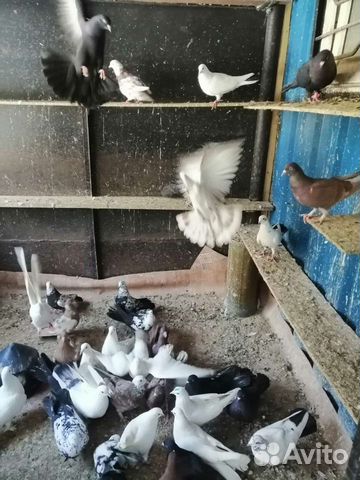 Голуби бакинские бойные