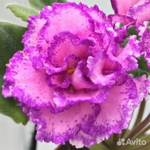 Фиалка пт-Анжелика