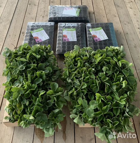 Рассада.Саженцы клубники Альба, Нелли, Азия, Клери