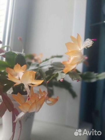 Цветок декабрист