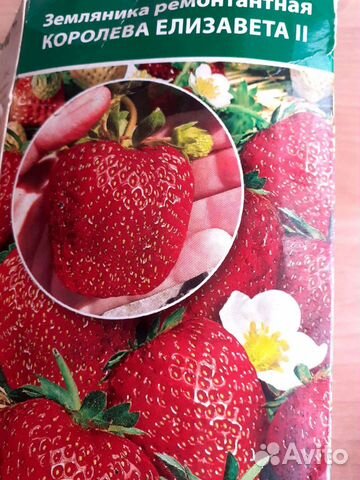 Рассада 1.6-2х лет.клубники Ремонтантной