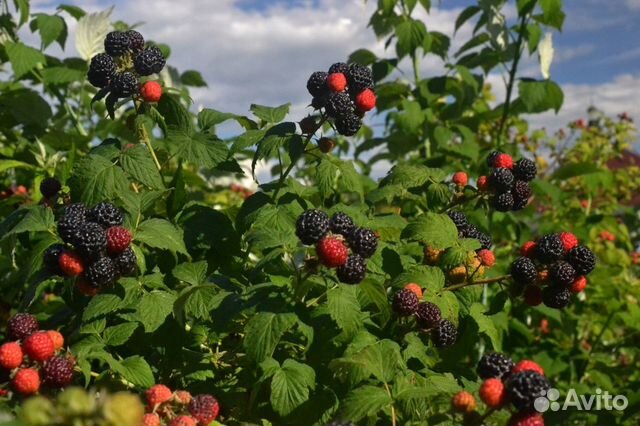 Ежемалина черная Кумберленд