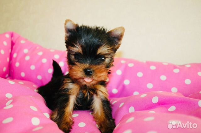 Щенки йоркширского терьера