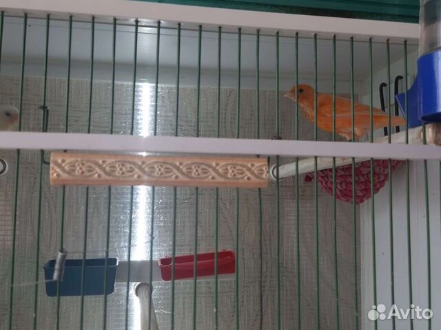 Кенора и канарейки