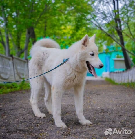 Щенок подросток Снежок