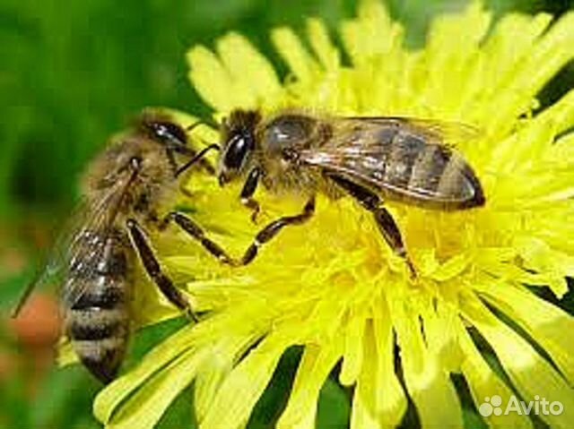 Пчелосемьи,рой купить на Зозу.ру - фотография № 1