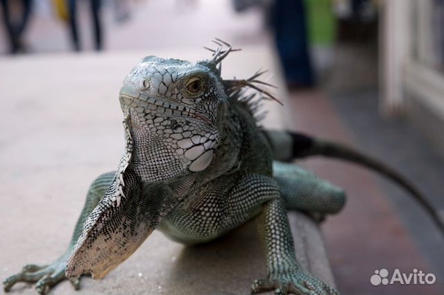 Камень нагревательный для террариумов