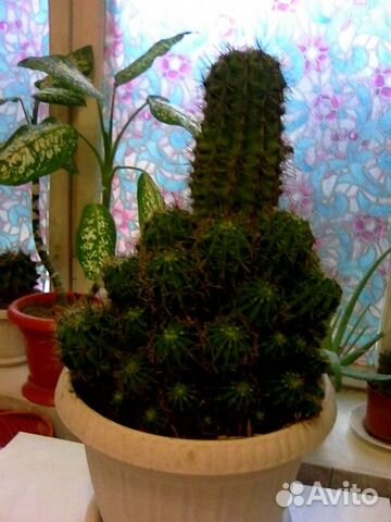 Продаю кактус