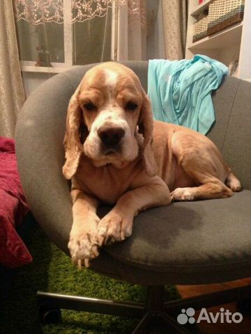 Стрижка собак и кошек