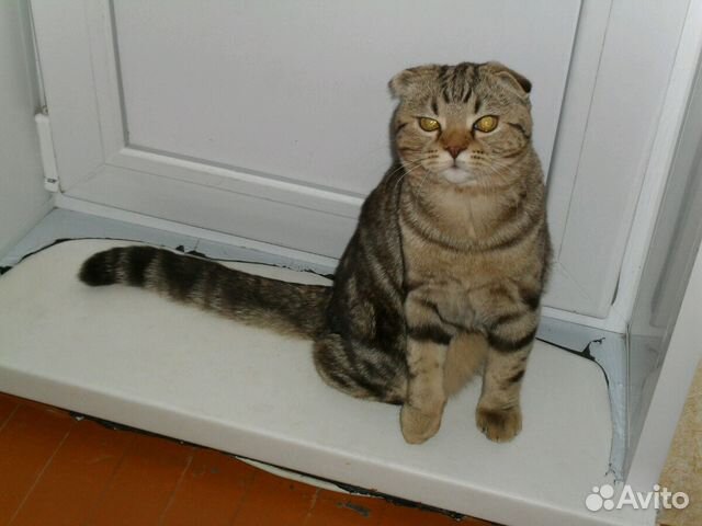 Шотландский вислоухий кот. Вязка купить на Зозу.ру - фотография № 1